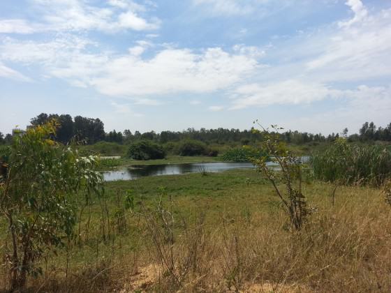 A formerly large lake which has dried up due to encroachment of the water channels that feed the lake. Photo: Harini Nagendra