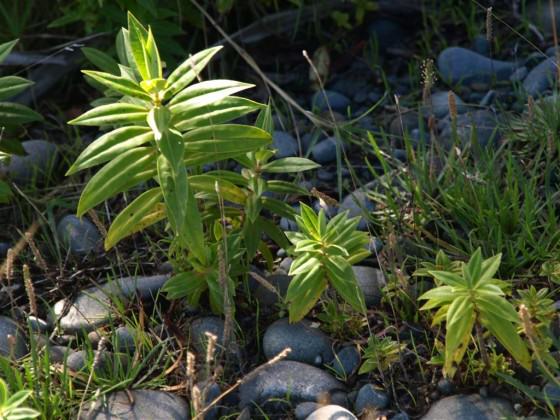 Hebe salicifolia seedlings that established in the red zone after the Feb 2011 earthquake. Photo: Glenn Stewart
