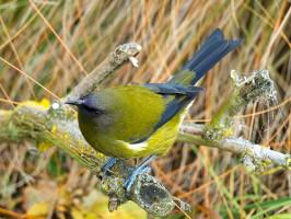 New Zealand native bellbird. Photo: www.naturewatch.org.nz