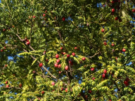 Native New Zealand podocarp tree Prumnopitys ferruginea (miro) in full fruit in the red zone. Photo: Glenn Stewart