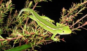 New Zealand green gecko – important pollinators for many native plant species. Photo: New Zealand Department of Conservation.