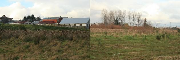 Figure 5. The appearance of urban wetlands in Valdivia illustrate lack of accessibility and hence, utility. Photos: Paula Villagra