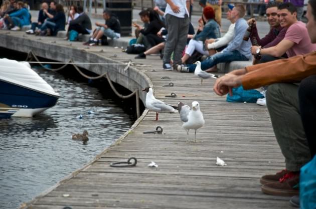 Gulls-GamlaStan-Stockholm