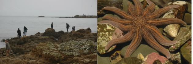 Images of the Taputeranga Marine Reserve, on the south coast of Wellington, New Zealand, and some of the marine life there. Photos: Tim Beatley