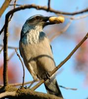 ScrubJay-Peanut