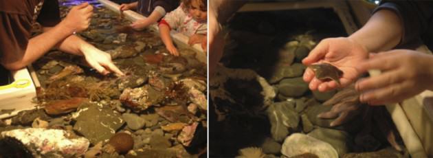 The touch tanks at the Island Bay Marine Education Centre in Wellington, where kids can experience marine life up close. Photos: Tim Beatley