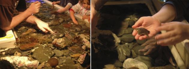 The touch tanks at the Island Bay Marine Education Centre in Wellington, where kids can experience marine life up close. Photos: Tim Beatley  