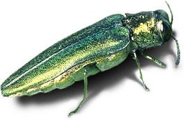 EmeraldAshBorer