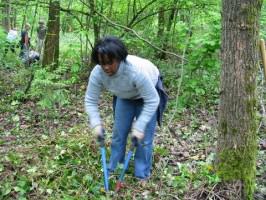 ivy_removal