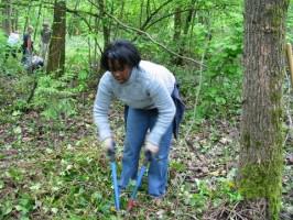 ivy_removal