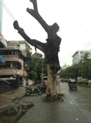 MumbaiStreetTree1