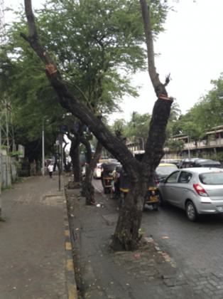 MumbaiStreetTree2