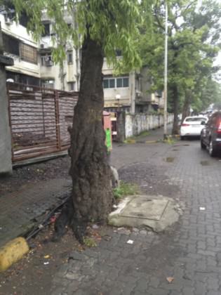 MumbaiStreetTree3