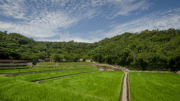 The only rice field left on Megijima. Photo: Patrick M. Lydon 