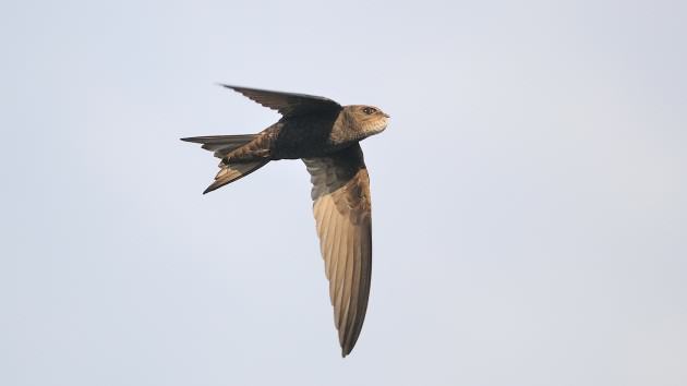 Swift returning to the nest with a bulging throat pouch full of food. Photo David and Jackie Moreton
