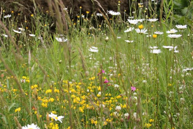 “Pratensis” nursery is specialized in growing native herbaceous plants, 2014