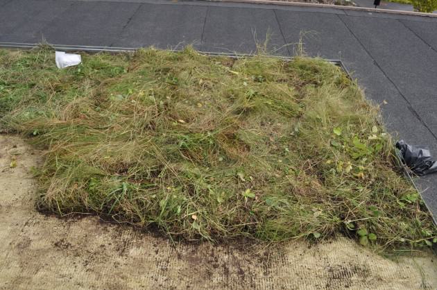 Native turf on the experimental roof in the first week of the experiment. August 2012. Ultuna