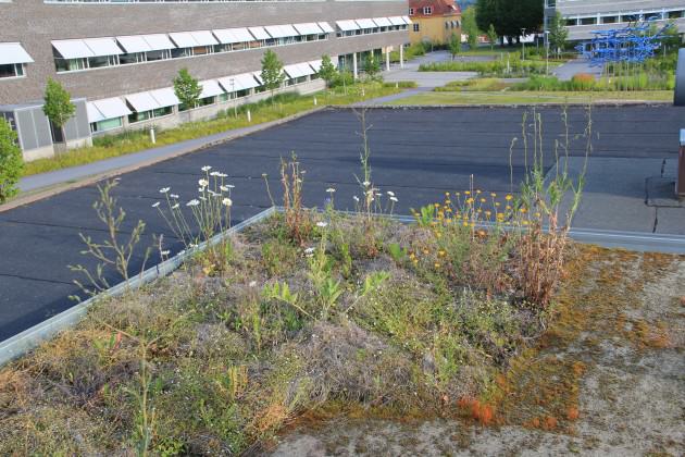 Experimental green roof in July 2014.