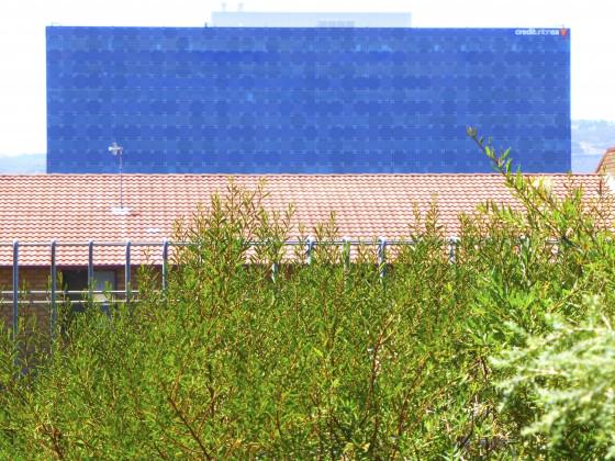 Christie Walk roof garden photographed against the backdrop of neighbouring buildings…‘green’ but not wild…Photo: Paul Downto