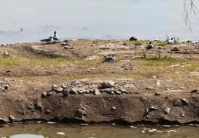 Breathing city land because of green corridor, current habitat condition in Wei River, Xi’an, June 2014