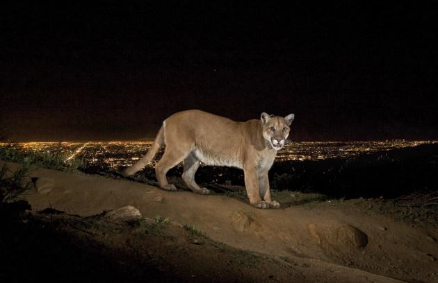 Back cover shot: Mountain lion in the Santa Monica Mountains above Los Angeles. From the cover of Urban Protected Areas. Photo: Steve Winter/National Geographic Society © NGS 2013. Used by permission.