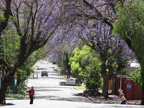 The Leafy Suburb, 4th Avenue, Melville, Johannesburg. 