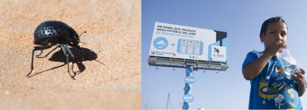 LEFT: Namib desert beetle. Photographer: Moongateclimber. License: Gnu Free Document License. RIGHT: UTEC's water-generating billboard. Photographer: Mayo Draft.  