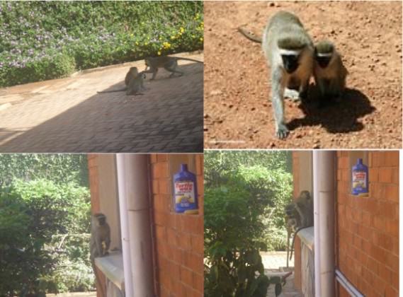 Urban biodiversity, Photograph taken in residential compound of writer. Photos: Shiaib Lwasa