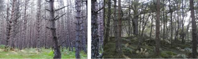 Left: A view to the east in the potato patch. Right: Across the trail a view west to a similarly aged area of pine forest with a bit more diversity in its age structure and a more intact understory condition (Collins & Goto Studio, 2013). 