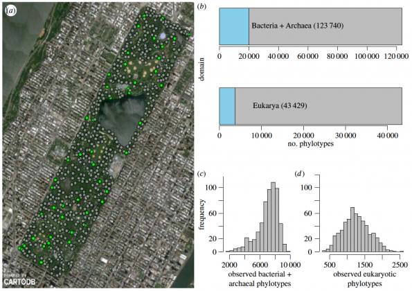Central Park microbiome. LEFT: Map of the 596 sampling locations in Central Park. RIGHT: Only 16.2% of sequences of all bacterial and archaeal species matched the Greengenes database. Of the eukaryotic species found in Central Park, only 8.5% of sequences matched the SILVA database. Histograms of (c) bacterial and archaeal and (d) eukaryotic observed number of phylotypes by samples (a-diversity) across the Park. Reproduced with permission from Ramirez et al. 2014