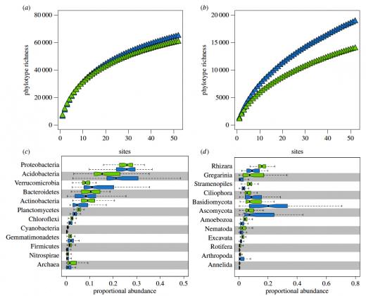 Central Park soil diversity is similar to soil communities from other biomes. Phylotype accumulation curves for (a) bacterial and archaeal communities, and (b) eukaryotic communities from Central Park (green) and global soils (blue). Relative abundances of the most dominant (c) bacterial and archaeal taxa, and (d) eukaryotic taxa from Central Park (green) and global soil sample set (blue). Reproduced with permission from Ramirez et al. 2014