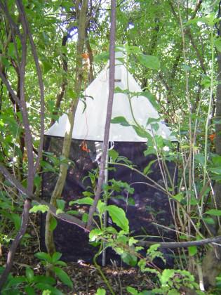 A malaise trap in the native forest remnant (Riccarton Bush) in 2013. Photo: Denise Ford