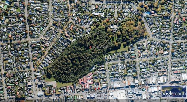 Aerial view of Riccarton Bush, Christchuch City. The native forest (dominated by an endemic podocarp tree, Dacrycarpus dacrydioides) is in the middle and lower left of the image (dark green) and on the right is a woodland of planted European species of trees that are now c. 150 years old. Photo: Google Earth