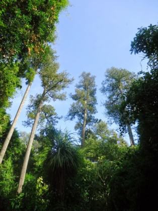 The interior of Riccarton Bush. The Dacrycarpus trees are c. 30-35 metres tall and c. 450 years old. Photo: www.riccarton house.co.nz