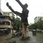 MumbaiStreetTree1