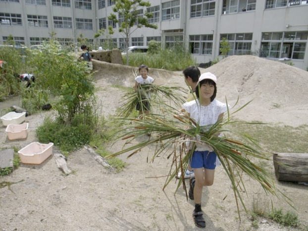 Cutting and collecting the grass（Typha latifolia L.） to manage the biotope. Photo" Keitaro Ito