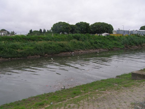 Native riparian vegetation along Buenos Aires waterfront (February 2014). Photo: Ana Faggi