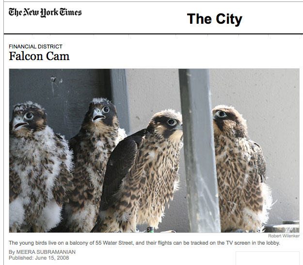 Falcon Cam