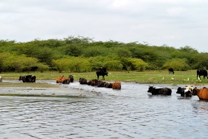 Cattle grazing around lakes in Bengaluru. Photo: Hita Unnikrishnan