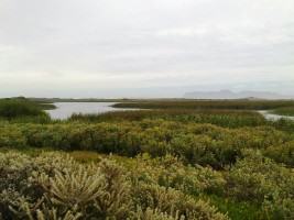 The Rondevlei Nature Reserve presents one of the very few sites for the conservation of Sand Plain Fynbos. Photo: Georgina Avlonitis