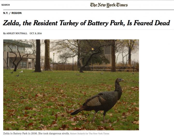 Zelda the Wild Turkey Feared Dead