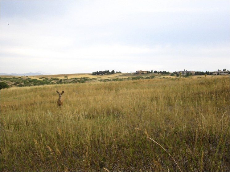 Open space in a Colorado development. Photo: Sarah Reed