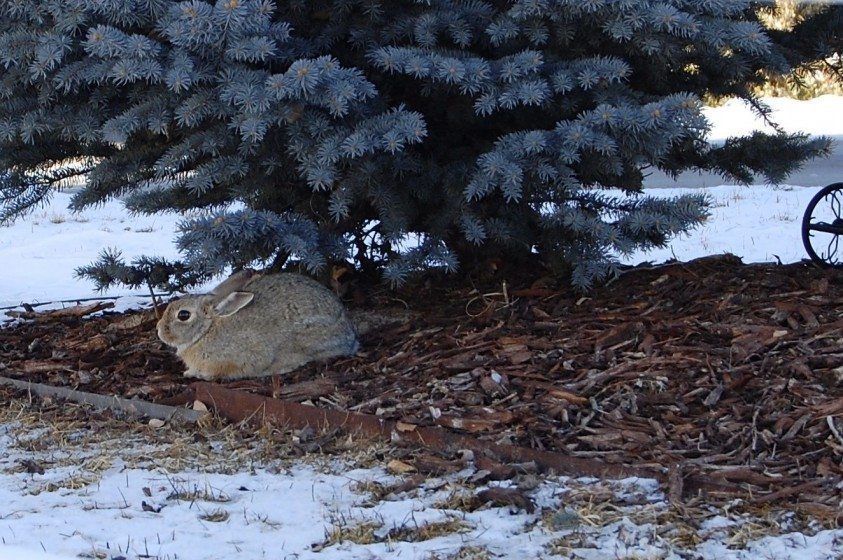 A small rabbit spotted in a landscaped common area of a Colorado conservation development. Photo: Daniel Feinberg