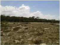 The vacant lot was dominated by an ephemeral layer of annual grass. One rare and endangered species found here reminds us of both the heavy toll of urbanization where fragmentation sees the attrition of biodiversity , but also hints at the opportunity still present in these fragments of land where communities could be nurtured back to a state of ecological functionality. Photo: Georgina Avlonitis