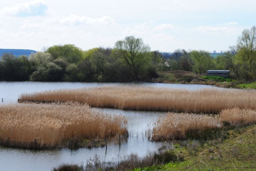 Attenborough Lakes gravel pit nature reserve with reed beds and alder woodland. Photo: Nottinghamshire Wildlife Trust