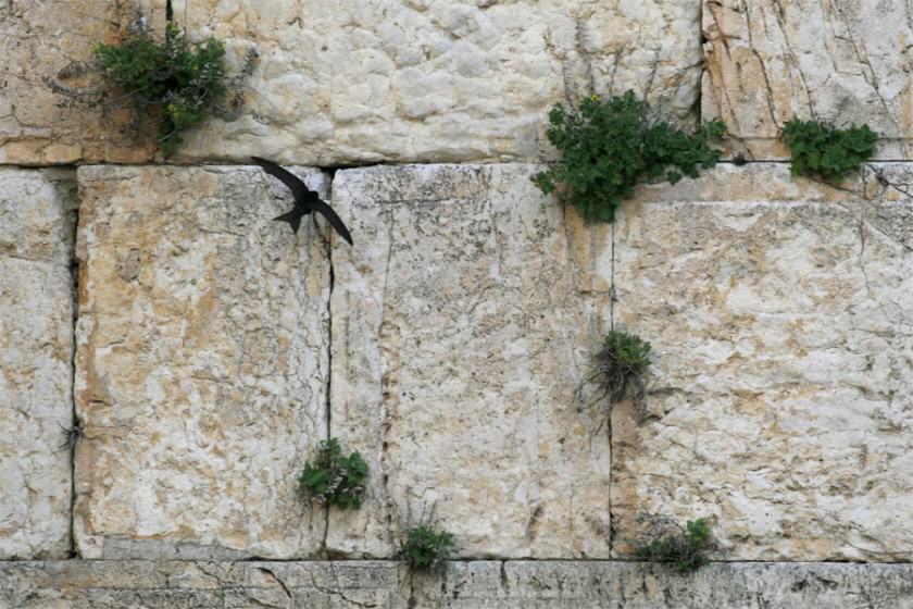 It is interesting to note that in 2003 the Jerusalem Development Authority undertook the enormously costly job of “repairing” faults in the walls of the Old City and the Western Wall. This might have meant extinction for the swifts and other flora and fauna in and on these ancient walls, had it not been for the swift action ( not meant as a pun) of the Society for the Protection of Nature in Israel and the International Swift Lovers’ Organization, who stepped in and saved important urban nature for Jerusalem.