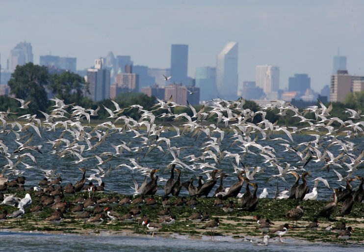 Terns in Jamaica Bay, with New York skyline. Photo: Don Riepe, American Littoral Society