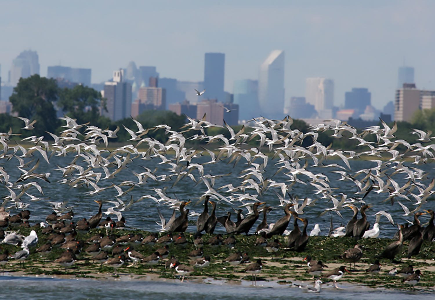 Illuminating New York Harbor The Nature Of Cities