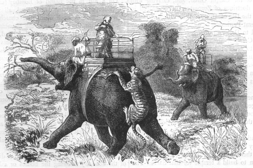 Tiger hunting in India 1880’s