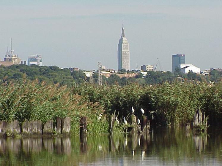 Egrets and the Empire State Building. Photo: Hugh Carola, Hackensack Riverkeeper